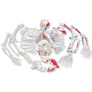A05-2_01_Disarticulated-Full-Human-Skeleton-painted-muscles-with-3-part-skull.jpg