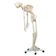 A15_06_Flexible-Human-Skeleton-Model-Fred-flexible-feet-and-hand-wire-mounted.jpg