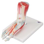 M34-1_01_Foot-Skeleton-Model-with-Ligaments-and-Muscles.jpg