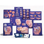 W40211_01_9-Model-Activity-Sets-of-the-Human-Reproductive-System.jpg